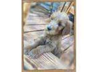 Goldendoodle Puppy for sale in Saint Johns, AZ, USA