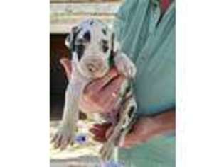 Great Dane Puppy for sale in Brownwood, TX, USA