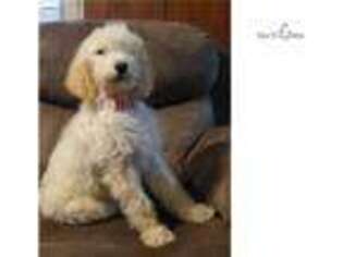 Goldendoodle Puppy for sale in Stillwater, OK, USA