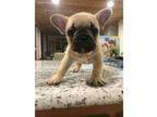 French Bulldog Puppy for sale in Norman Park, GA, USA