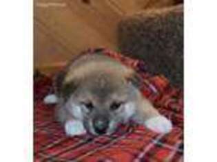Shiba Inu Puppy for sale in Farmington, MO, USA