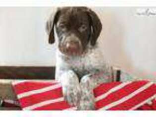 Medium Photo #1 German Shorthaired Pointer Puppy For Sale in Lancaster, PA, USA