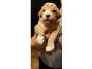 Goldendoodle Puppy for sale in Millington, TN, USA