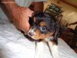 Miniature Australian Shepherd Puppy for sale in Pleasant Garden, NC, USA