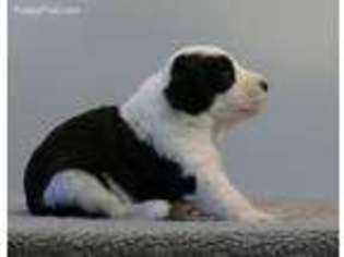 Mutt Puppy for sale in Tiverton, RI, USA
