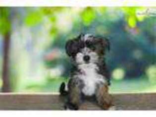 Shorkie Tzu Puppy for sale in Saint George, UT, USA