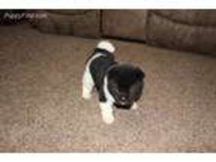Akita Puppy for sale in Akeley, MN, USA