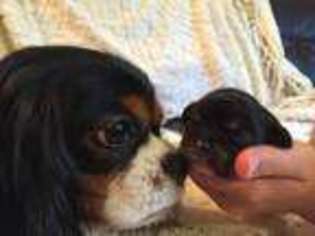 Cavalier King Charles Spaniel Puppy for sale in Alliance, OH, USA
