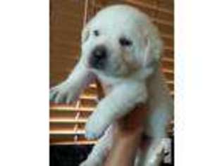 Labrador Retriever Puppy for sale in LAKE OSWEGO, OR, USA