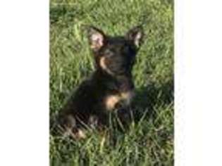 German Shepherd Dog Puppy for sale in Rosharon, TX, USA