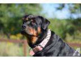Rottweiler Puppy for sale in AMERY, WI, USA