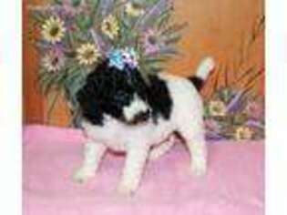 Mutt Puppy for sale in Red House, WV, USA