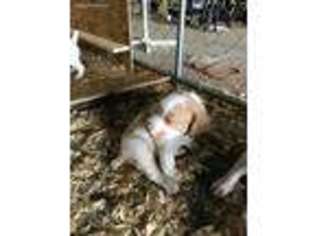 Brittany Puppy for sale in Purvis, MS, USA