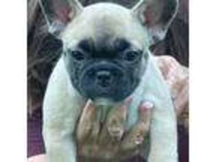 French Bulldog Puppy for sale in Rancho Palos Verdes, CA, USA