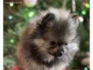 Pomeranian Puppy for sale in Staples, MN, USA