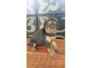 Airedale Terrier Puppy for sale in Gallipolis, OH, USA