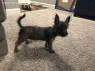 Cairn Terrier Puppy for sale in Lake Elmo, MN, USA