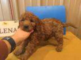 Goldendoodle Puppy for sale in Yorktown, IN, USA