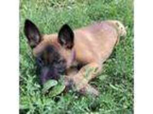 Belgian Malinois Puppy for sale in Scottsville, NY, USA