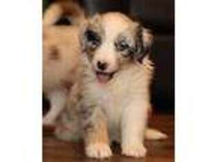 Mutt Puppy for sale in Powhatan, VA, USA