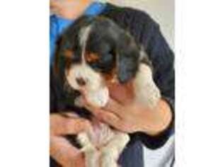 Cavalier King Charles Spaniel Puppy for sale in Charleston, IL, USA
