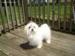 Maltese Puppy for sale in RUSSELL SPRINGS, KY, USA