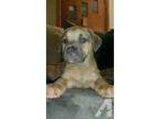 Cane Corso Puppy for sale in TORRINGTON, CT, USA