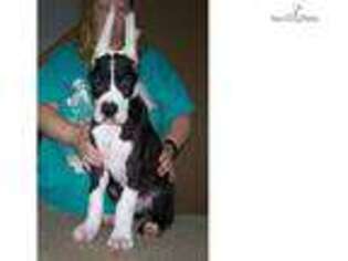 Great Dane Puppy for sale in Buffalo, NY, USA