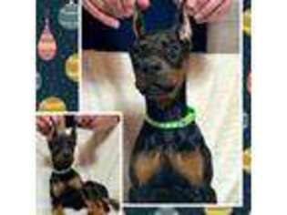 Doberman Pinscher Puppy for sale in West Farmington, OH, USA