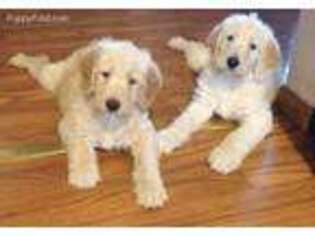 Labradoodle Puppy for sale in Seymour, WI, USA