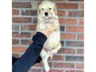 Goldendoodle Puppy for sale in Picayune, MS, USA