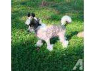 Chinese Crested Puppy for sale in WILBER, NE, USA