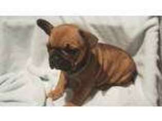 French Bulldog Puppy for sale in Moscow Mills, MO, USA