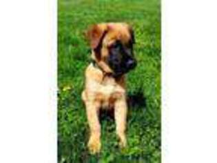 Belgian Malinois Puppy for sale in Smoketown, PA, USA