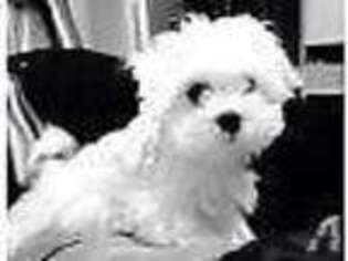 Maltese Puppy for sale in CARMEL, IN, USA
