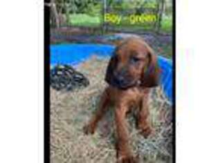 Redbone Coonhound Puppy for sale in Astor, FL, USA