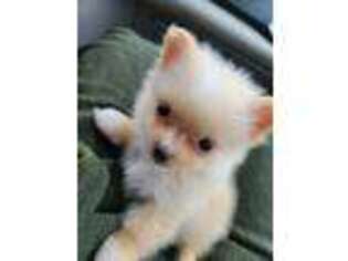 Pomeranian Puppy for sale in Montpelier, IN, USA