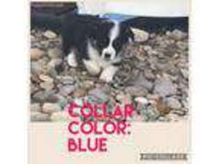 Pembroke Welsh Corgi Puppy for sale in Lusk, WY, USA