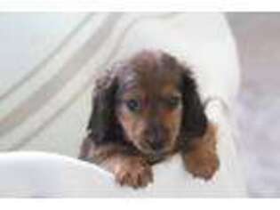 Dachshund Puppy for sale in Riceville, IA, USA