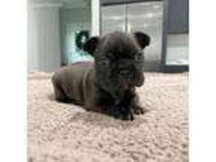 French Bulldog Puppy for sale in Gretna, LA, USA