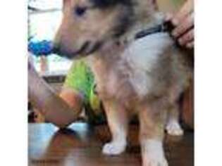 Collie Puppy for sale in Batesville, AR, USA