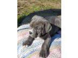 Cane Corso Puppy for sale in Shelburn, IN, USA