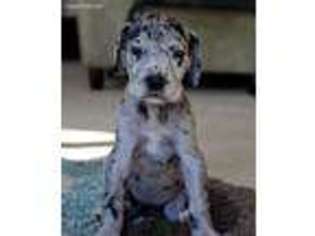 Great Dane Puppy for sale in Denver, CO, USA