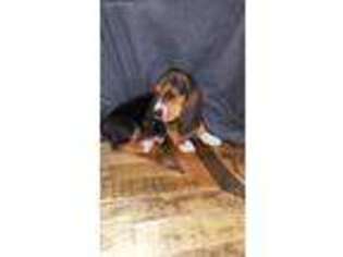 Basset Hound Puppy for sale in Stevens, PA, USA
