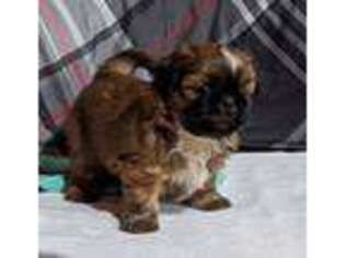 Mutt Puppy for sale in Webberville, MI, USA