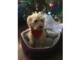 Goldendoodle Puppy for sale in South Holland, IL, USA