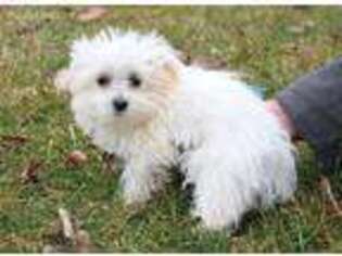Maltese Puppy for sale in Lagrange, IN, USA