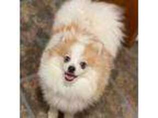 Pomeranian Puppy for sale in Fort Wayne, IN, USA