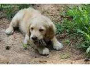 Goldendoodle Puppy for sale in Marietta, GA, USA