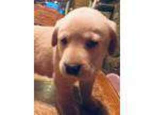Labrador Retriever Puppy for sale in Bedford, IN, USA